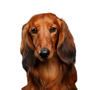 Dog,Mammal,Vertebrate,Canidae,Dog breed,Carnivore,Irish setter,Companion dog,Snout,Dachshund,