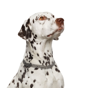 Dog,Vertebrate,Canidae,Mammal,Dalmatian,Dog breed,Carnivore,Old danish pointer,Sporting Group,Non-Sporting Group,