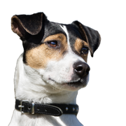 Danish Swedish farm dog profile photo, a head can be seen