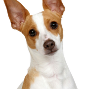 Breed description Decker Hunting Terrier, Decker Rat Terrier, large rat terrier, American dog breed, unknown dog breed, not recognized by FCI, brown white dog with prick ears from America, small dog breed, dog with stubby tail, tail is stubby