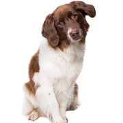 Dutch Partrige dog, Dutch dog breed with brown white coat, family dog, tri-coloured dog breed