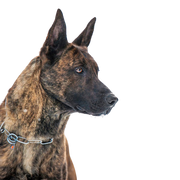 Dutch Shepherd Dog brindle, black tabby dog with prick ears, large dog breed from Netherlands, Dutch Shepherd Dog, Shepherd Dog from Netherlands, Hollandse Herder, Hollandse Herdershond, Dutch Shepherd