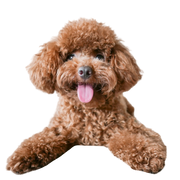 Dwarf poodle profile picture