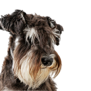 Miniature Schnauzer breed description