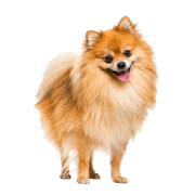 Breed description of a red dwarf spitz, Pomeranian