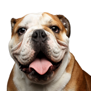 Dog,Vertebrate,Dog breed,Old english bulldog,Canidae,Mammal,Bulldog,Olde english bulldogge,British bulldogs,Australian bulldog,