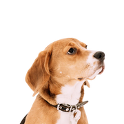 English Foxhound breed description, temperament and character, dog with three colors, tricolor dog breed, dog with floppy ears from England, Great Britain dog breed, English hunting dog, hunting dog breed, tricolor, dog with three colors, dog similar to Beagle