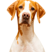 English Pointer breed description and temperament