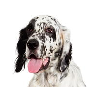 English Setter temperament and breed description, spotted dog once crossed with an English Pointer and a Setter, French and British dog breed, large dog breed similar to Golden Retriever and English Pointer, hunting dog