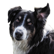 English Shepherd breed description, black and white dog for sheep, sheepdog from England, Great Britain dog breed