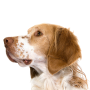 French Spaniel, espagneul Francais, brown white dog with hairy ears