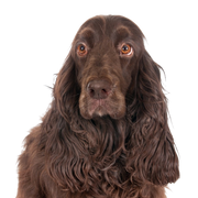 Breed description of the Field Spaniel, temperament, brown dog.