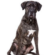 Fila Brasileiro, Black Mastiff, Mastiff from Brazil, South American Dog Breed, Large Dog Breed