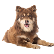 Finnish Lapphund breed description, temperament of a Finnish dog from Lapland