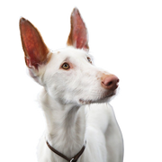 Portrait of a dog of the breed Podenco ibicenco of white color