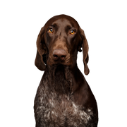 Dog,Mammal,Vertebrate,Canidae,Dog breed,Carnivore,Sporting Group,Liver,Pointing breed,German shorthaired pointer,