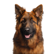 Dog,Old german shepherd dog,Mammal,Vertebrate,Dog breed,Canidae,German shepherd dog,King shepherd,Carnivore,Bohemian shepherd,