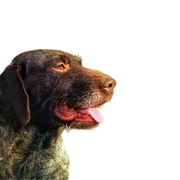 German Wirehaired Dog Hunting Dog, Pointer, German Hound Breed