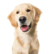 Breed description Golden Retriever