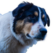 Breed description of a Greek Sheepdog, Sheepdog, Herding Dog, Herding Dog from Greece, large dog breed, ancient breed, typical dog breed from Greece, medium length coat on dog, large dog breed with triangle ears