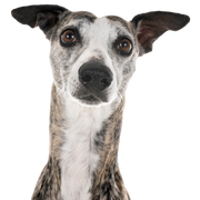 Greyhound breed description