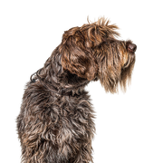 Griffon Korthals, Griffon d'arrêt à poil dur, rough haired pointer, dog similar to German Rauhaar, large dog breed from France, breed description of hunting dog, hunting dog breed