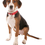 Hamiltonstövare puppy, Hamilton dog male, male, male puppy, dog similar to beagle, tri-coloured dog, hunting dog, dog from Sweden, Swedish breed, dog with floppy ears