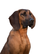 Hannoverscher Schweißhund, medium sized dog with floppy ears, brown dog with black mask, hunting dog breed, dog from Germany, German dog breed, family dog, Bracke, Hanoverian Scent Hound