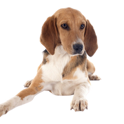 Breed description of the Harrier from UK, British dog breed, English dog breed similar to Beagle, dog similar to Beagle but big