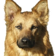 Harzer Fox Dog Breed Description