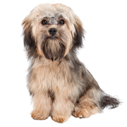 Havanese breed description