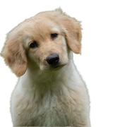 Hovawart puppy breed description