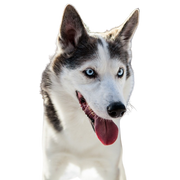 Alaskan Husky lying, black and white running dog, American dog breed for sledding, sled dog, working dog, dog with standing ears, dog showing tongue, large dog breed from Alaska