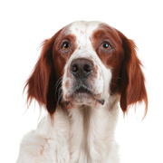Dog, Mammal, Vertebrate, Canidae, Dog Breed, Carnivore, Irish Red and White Setter, Breed Similar to French Spaniel, Dog Similar to Brittany, Sporting Group, Irish Red and White Setter with Long Floppy Ears Hairy