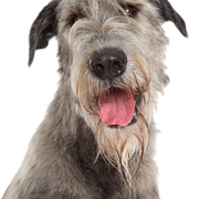 Irish Wolfhound in portrait, breed description