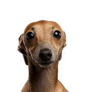 Dog,Mammal,Vertebrate,Dog breed,Canidae,Carnivore,Snout,Head,Italian greyhound,Whippet,