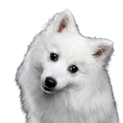 Dog,Mammal,Vertebrate,Canidae,Dog breed,White,Japanese spitz,Volpino italiano,Carnivore,American eskimo dog,