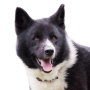 Karelian Bear Dog breed description, Finnish dog breed, dog from Finland, black and white dog with prick ears, dog similar to Husky, dog similar to Spitz, Spitz-like breed, hunting dog, independent dog breed, no beginner dog breed, Panda look in dog, Björnhund, Karjalankarhukoira, large dog