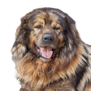 Karst Sheepdog Profile picture
