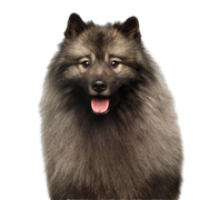 Spitz breed description