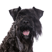 Kerry Blue Terrier, black dog on meadow, dog with short tail, dog with curls, dog resembling Schnauzer, blue dog breed, Irish dog, dog from Ireland, dog breed with curled tail and lots of hair on face