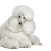 Breed description King Poodle