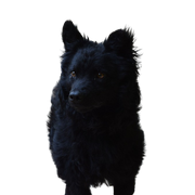 black dog breed, Croatian shepherd dog, Hrvatski ovčar, Croatian shepherd dog, sheep dog, dog from Croatia, dog similar to Pumi, dog similar to Spitz, black dog, medium dog, shepherd dog, dog with standing ears