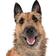 Laekenois, portrait, dog breed from Belgium, Belgian shepherd dog, wire haired dog, shepherd dog with rough coat, large dog breed, prick ears in dog, all four variations of shepherd dog