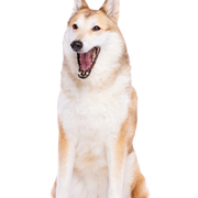 Laika dog, West Siberian Laika, big white dog with red spots, dog similar to Husky