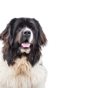 Landseer dog breed description