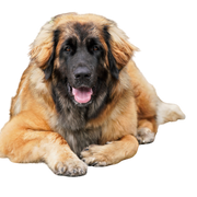 Leonberger breed description