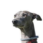 grey greyhound from Hungary, racing dog, grey thin dog breed, Magyar Agar