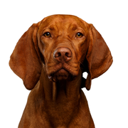 Dog,Mammal,Vertebrate,Vizsla,Canidae,Dog breed,Carnivore,Pointing breed,Sporting Group,Liver,