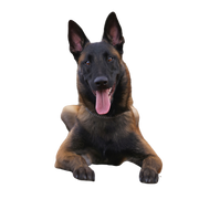 Malinois breed description